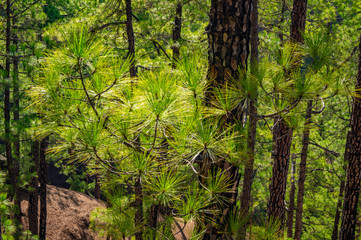 Obraz premium La Palma, Canary Islands, Spain, National Park showing Pine forests recovering after forest fires