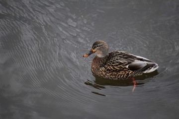 duck in water