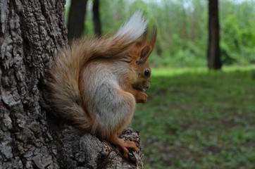 squirrel, animal, rodent, nature, mammal, wildlife, red, tail, cute, fur, nut, wild, eating, forest, tree, red squirrel, park, animals, fluffy, brown, grey, small, furry, eat, squirrels