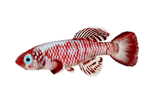 Red eggersi Killifish Killi aquarium fish Nothobranchius eggersi