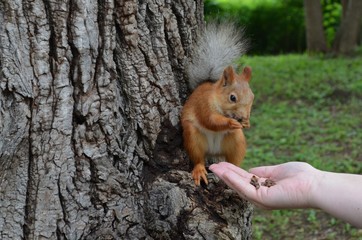 squirrel, animal, rodent, nature, mammal, wildlife, red, tail, cute, fur, nut, wild, eating, forest, tree, red squirrel, park, animals, fluffy, brown, grey, small, furry, eat, squirrels