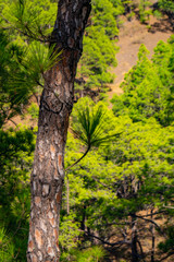 La Palma, Canary Islands, Spain, National Park showing Pine forests recovering after forest fires