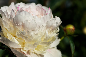 White Peony pink close-up