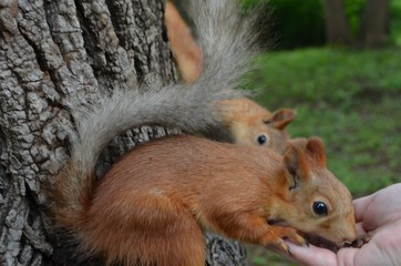 squirrel, animal, rodent, nature, mammal, wildlife, red, tail, cute, fur, nut, wild, eating, forest, tree, red squirrel, park, animals, fluffy, brown, grey, small, furry, eat, squirrels