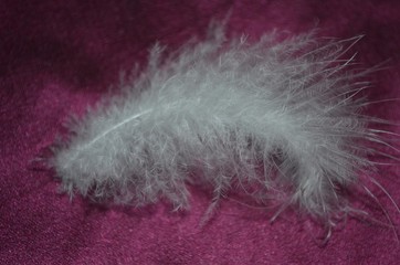 abstract, feather, smoke, blue, light, color, pink, black, texture, white, soft, cloud, bird, backgrounds, fluffy, pattern, red, design, art, fog, sky, isolated, macro, nature, feathers