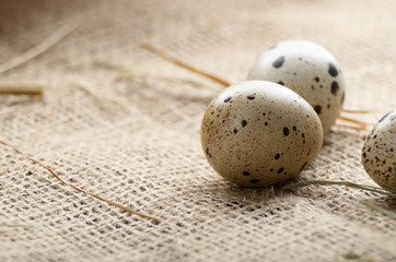 Fresh organic quail eggs on hemp fabric burlap. Space for text