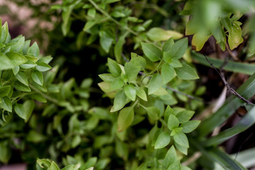 Fototapeta na wymiar Basil seedlings. Herb aromatic