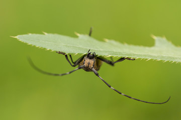Small white-marmorated long-horned beetle Monochamus sutor in Czech Republic