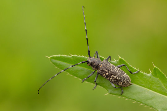 Small white-marmorated long-horned beetle Monochamus sutor in Czech Republic
