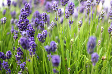 Focus on lavender flower with sunlight