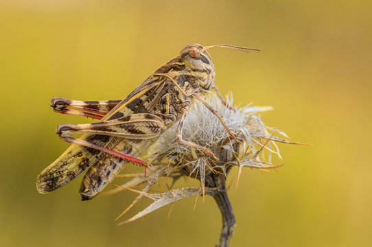 Cross Grasshopper Oedaleus decorus in Croatia, Krk