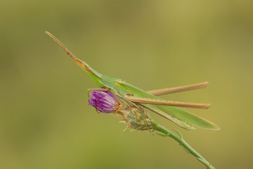 Green Grasshopper Acrida ungarica in Croatia, Krk
