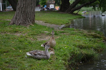 duck, nature, lake, park, birds,