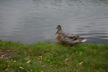 duck, nature, lake, park, birds,