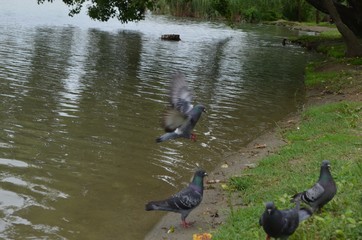 pigeons, nature, lake, park, birds,