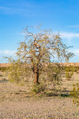 Fototapeta na wymiar A tree in the desert on the edge of the Imperial Sand Dunes in California