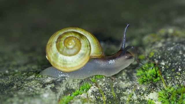 White-lipped snail or Garden banded snail ( Cepaea hortensis ) at night