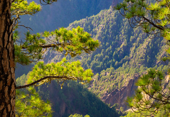 La Palma, Canary Islands, Spain, National Park showing Pine forests recovering after forest fires
