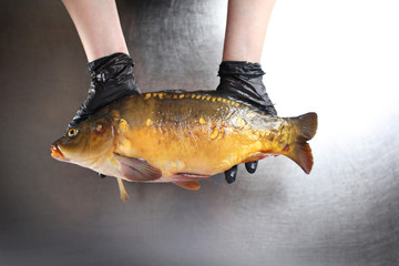 Fototapeta Karp. Świeża ryba. Kobieta trzyma w dłoniach rybę  obraz