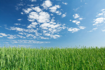 Fototapeta na wymiar Green wheat field blue sky