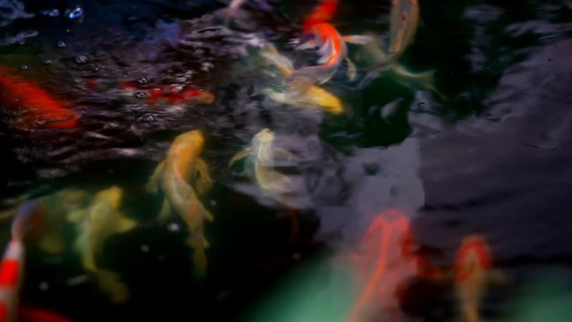 Koi fish or Amur carp fish slow motion swimming in pond.
