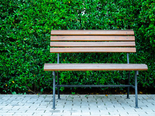Wooden bench and green leaves wall background