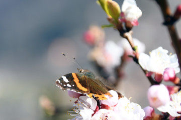 La bella farfalla Vanessa Atalanta .