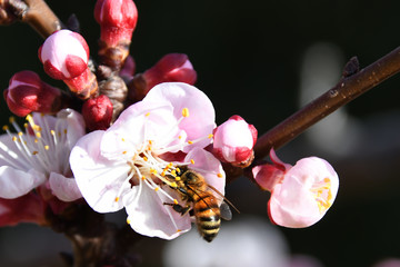 l'ape sull fiore di pesco