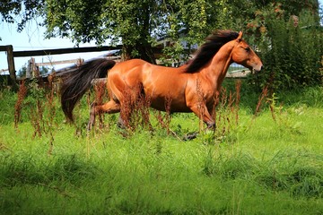 brown quarter horse is running on a paddock in the sunshine