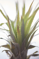 Juicy pineapple is an exotic fruit, macro photography soft focus.