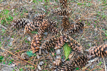 Pinecone on the grass in the park.