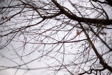 rami di pianta d'autunno senza foglie, dal basso