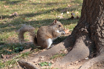 scoiattolo che mangia al parco, squirrel eating at the park