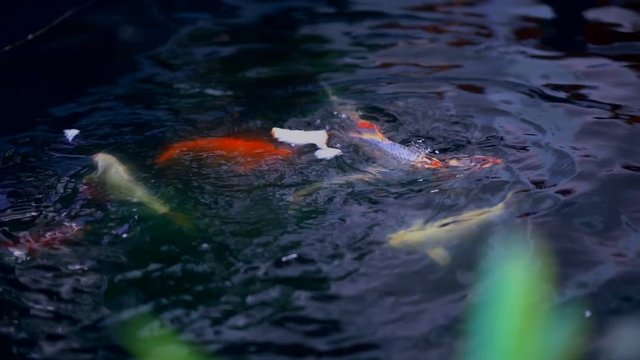 Koi fish or Amur carp fish slow motion swimming in pond.