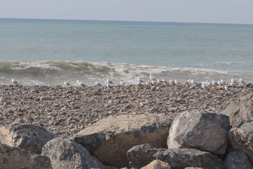 gulls sit on the shore on sea stones. Seagull on stoney beach