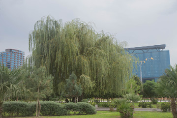 Park and lake in the city Batumi center on a sunny spring day. Park in center of Batumi
