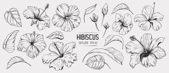 Foto op Aluminium Hibiscus flower. Set of hand drawn illustration. Vector outline. Isolated © aksol