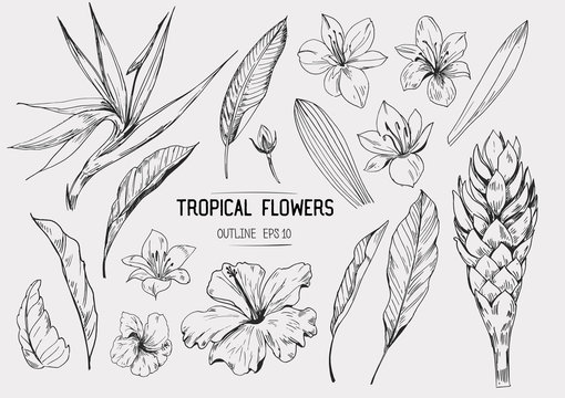 Tropical flowers. Set of hand drawn illustrations. Vector. Isolated