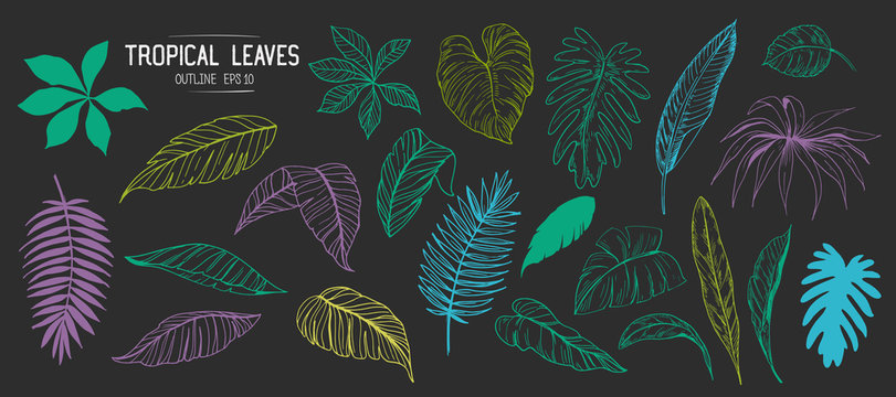 Tropical leaves. Set of hand drawn illustration. Vector. Isolated