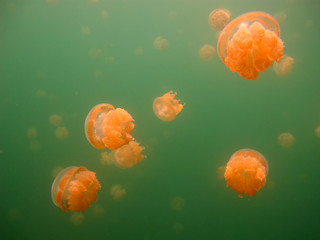 Amazing underwater world - Lake jellyfish. Palau.