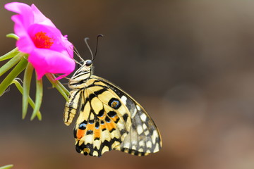 Obraz premium beautiful yellow butterflies perch on flowers in the wild. Rhopalocera Lepidoptera Insecta Arthropoda Animalia Vanessa cardui