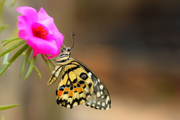 beautiful yellow butterflies perch on flowers in the wild. Rhopalocera Lepidoptera Insecta Arthropoda Animalia  Vanessa cardui