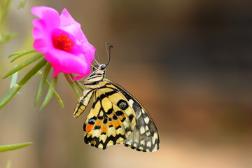 beautiful yellow butterflies perch on flowers in the wild. Rhopalocera Lepidoptera Insecta Arthropoda Animalia  Vanessa cardui