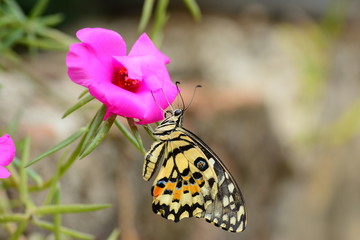 beautiful yellow butterflies perch on flowers in the wild. Rhopalocera Lepidoptera Insecta Arthropoda Animalia  Vanessa cardui