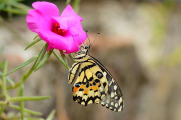 beautiful yellow butterflies perch on flowers in the wild. Rhopalocera Lepidoptera Insecta Arthropoda Animalia  Vanessa cardui