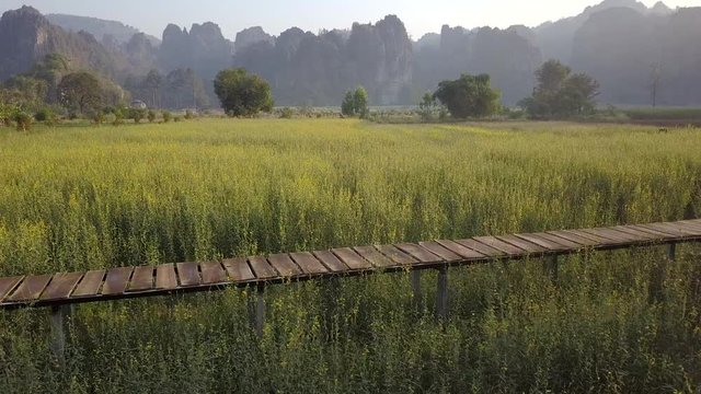 Limestone mountain range with Sunn hemp flower field travel attraction in Noen Maprang district, Phitsanulok, Thailand