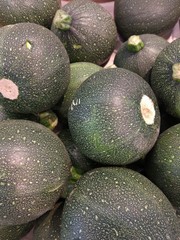 Round zucchini - Cucurbita pepo