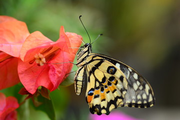 beautiful yellow butterflies perch on flowers in the wild. Rhopalocera Lepidoptera Insecta Arthropoda Animalia  Vanessa cardui