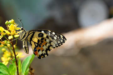 beautiful yellow butterflies perch on flowers in the wild. Rhopalocera Lepidoptera Insecta Arthropoda Animalia  Vanessa cardui