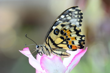 Fototapeta na wymiar beautiful yellow butterflies perch on flowers in the wild. Rhopalocera Lepidoptera Insecta Arthropoda Animalia Vanessa cardui